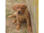Labrador Retriever Puppy for sale in Mc Gaheysville, VA, USA