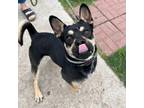 Adopt Meatloaf a Cattle Dog, Mixed Breed