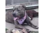 Adopt Theo a Pit Bull Terrier, Mixed Breed