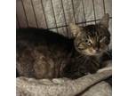 Adopt Gizmo a Domestic Short Hair