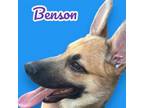 Adopt Benson a German Shepherd Dog, Mixed Breed