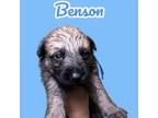 Adopt Benson a German Shepherd Dog, Mixed Breed