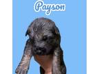 Adopt Payson - foster-to-adopt pending a German Shepherd Dog, Mixed Breed