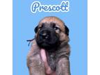 Adopt Prescott - Hold a German Shepherd Dog, Mixed Breed