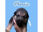 Adopt Phoenix a German Shepherd Dog, Mixed Breed