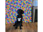 Adopt Muster a Black Labrador Retriever, Coonhound