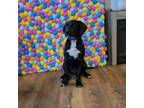 Adopt Duster a Black Labrador Retriever, Coonhound