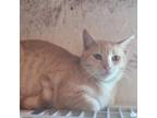 Adopt Paul a Domestic Short Hair