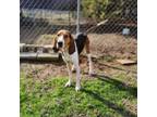 Adopt Peanut a Treeing Walker Coonhound