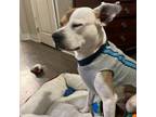 Adopt Cole Wagner a Pit Bull Terrier, Mixed Breed