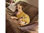 Adopt Hank a Yellow Labrador Retriever, Mixed Breed