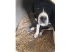 Adopt Jolly a Staffordshire Bull Terrier, Mixed Breed