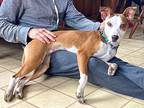 Shelby, Jack Russell Terrier For Adoption In Plymouth, Massachusetts