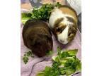 Dotty & Maddie, Guinea Pig For Adoption In Novato, California