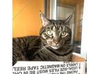 Pierre, Domestic Shorthair For Adoption In Washington, District Of Columbia