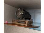 Julie, Domestic Shorthair For Adoption In Washington, District Of Columbia