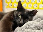 Sugar Snap Pea Is Sweet As Can Be!, Domestic Shorthair For Adoption In Brooklyn