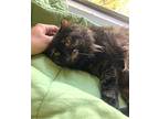 Hope: Gorgeous Maine Coon/tortie Mix, Maine Coon For Adoption In Brooklyn