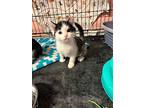 Sparky, Domestic Shorthair For Adoption In Loogootee, Indiana