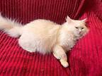 Tommy, Domestic Longhair For Adoption In Manchester, New Hampshire