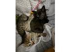 Cashew And Pistachio, Domestic Shorthair For Adoption In New York, New York