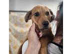 Lyla, Labrador Retriever For Adoption In Glen Mills, Pennsylvania