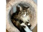 Bella, Domestic Mediumhair For Adoption In Liverpool, New York