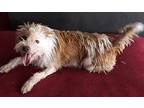 Babsy, Terrier (unknown Type, Medium) For Adoption In Missouri City, Texas