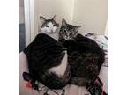 Larry And Moesha, Domestic Shorthair For Adoption In Whitewater, Wisconsin