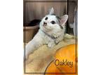 Oakley, Domestic Longhair For Adoption In Holly Springs, Georgia