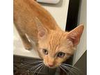 Catmint, Domestic Shorthair For Adoption In Candler, North Carolina