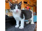Pepe, Domestic Shorthair For Adoption In Candler, North Carolina
