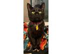 Bagheera - Available, Domestic Shorthair For Adoption In Stanwood, Washington