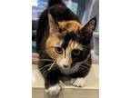 Faye Valentine - Available, Domestic Shorthair For Adoption In Stanwood
