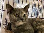 Cici, Domestic Shorthair For Adoption In Athens, Tennessee