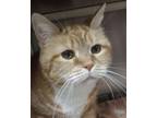 Mollie, Domestic Shorthair For Adoption In Nashua, New Hampshire
