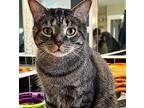 Buick, Domestic Shorthair For Adoption In Toronto, Ontario