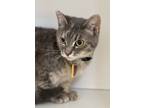 Ruby Tuesday - Available, Domestic Shorthair For Adoption In Stanwood