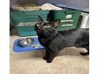 Shadow, Domestic Shorthair For Adoption In Athens, Tennessee