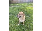 Lola, Retriever (unknown Type) For Adoption In Athens, Tennessee