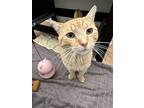 Edward Scissorhands, Domestic Shorthair For Adoption In Philadelphia