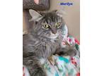 Marilyn (24-321), Domestic Mediumhair For Adoption In Seven Valleys