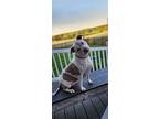 Jazz, Staffordshire Bull Terrier For Adoption In Hanover, Pennsylvania
