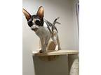 Lillibet, Cornish Rex For Adoption In Dallas, Texas