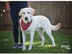 Sully, Labrador Retriever For Adoption In Lewisville, Indiana