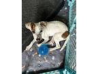 Penny, Jack Russell Terrier For Adoption In Raleigh, North Carolina
