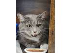 Piper, Domestic Shorthair For Adoption In Augusta, Maine