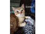 Cosmo (adopt W/ Cleo), Domestic Shorthair For Adoption In Monrovia, California