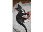 Jill, Domestic Shorthair For Adoption In Yuba City, California