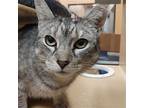 Dee Dee Mcducklin, Domestic Shorthair For Adoption In Phillipsburg, New Jersey